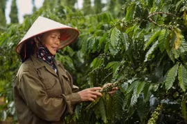 Xuất khẩu càphê ghi nhận mức tăng đột biến 51,1% nhờ giá xuất khẩu bình quân tăng vọt lên 5,698 USD/tấn (tăng 67,5%). (Ảnh: PV/Vietnam+)
