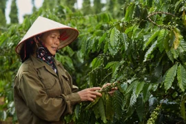 Xuất khẩu càphê ghi nhận mức tăng đột biến 51,1% nhờ giá xuất khẩu bình quân tăng vọt lên 5,698 USD/tấn (tăng 67,5%). (Ảnh: PV/Vietnam+)