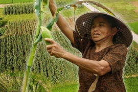 Cận cảnh Ngày hội Bắp nếp Cẩm Nam rộn ràng bên dòng Thu Bồn 