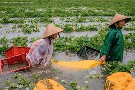 Nông dân miền Trung điêu đứng do ảnh hưởng của Bão số 1 