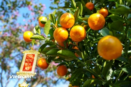 Quất cảnh tại thủ phủ quất Thanh Hà, Hội An nổi tiếng với dáng cân đối, quả to, bền màu và giữ được sắc xuân lâu. (Ảnh: Thanh Phong/Vietnam+)