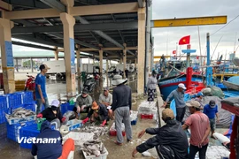 Hình minh họa ngư dân xuống cá tại Âu thuyền Cảng cá Thọ Quang, Đà Nẵng. (Ảnh: Thanh Phong/Vietnam+)