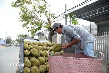 Nông dân Đồng Tháp vận chuyển sầu riêng đi tiêu (thụ.Ảnh: Công Trí/TTXVN)