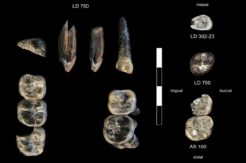 13 chiếc răng hóa thạch được tìm thấy tại khu khảo cổ Ledi-Geraru ở Ethiopia. (Nguồn: Đại học Nevada Las Vegas)