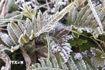 Sương muối tạo thành lớp băng mỏng trên cây cối. (Ảnh: Đức Thọ/TTXVN)
