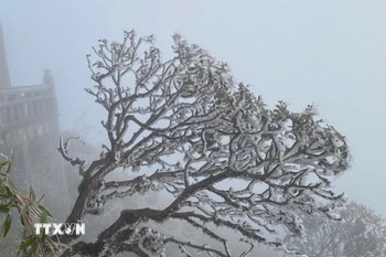 Ảnh minh họa. (Ảnh: TTXVN phát)