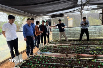 Sâm nuôi cấy mô trong nhà màng của Công ty Cổ phần rượu sâm Ngọc Linh Kon Tum. (Ảnh: Cao Nguyên/TTXVN)