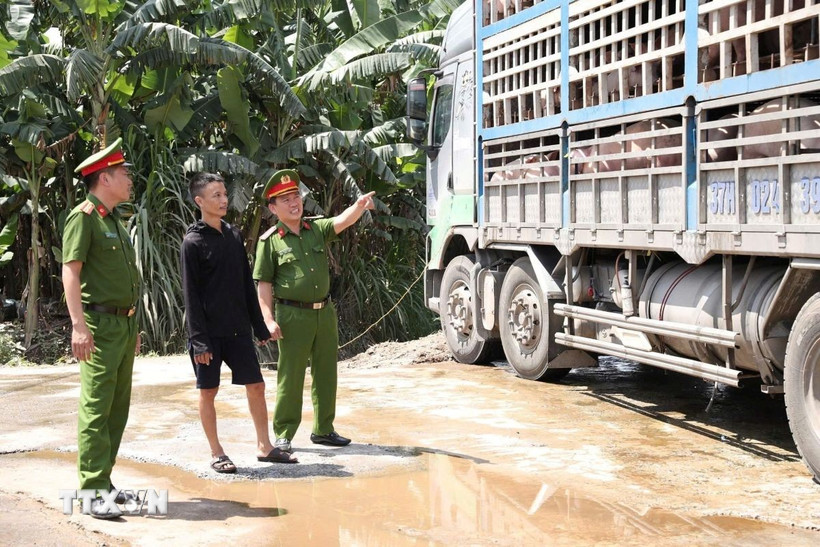 Lực lượng chức năng bắt giữ xe tải biển kiểm soát 37H-024.39, chở 180 con lợn nhiễm dịch tả lợn châu Phi. (Ảnh: TTXVN phát)