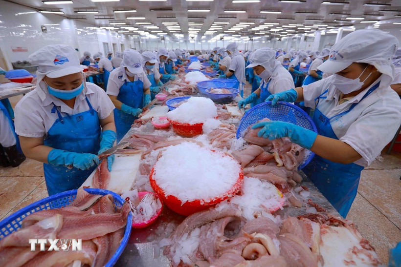 Một dây chuyền chế biến cá tra xuất khẩu. (Ảnh: Vũ Sinh/TTXVN)