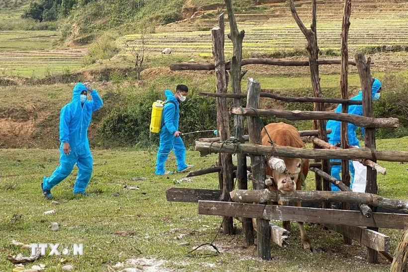 Rắc vôi, phun thuốc tiêu độc khử trùng tại các điểm trâu bò nghi bị nhiễm tụ huyết trùng, lở mồm long móng. (Ảnh: Khoa Chương/TTXVN)