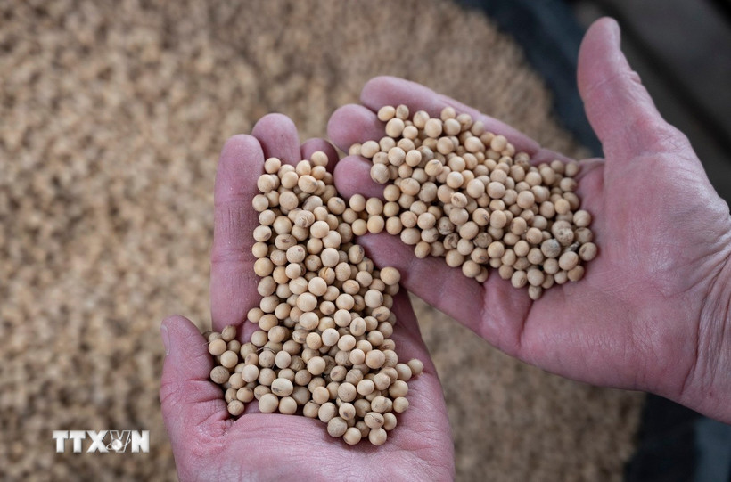 Nông dân thu hoạch đậu tương tại trang trại ở Scribber, bang Nebraska, Mỹ. (Ảnh: AFP/TTXVN)