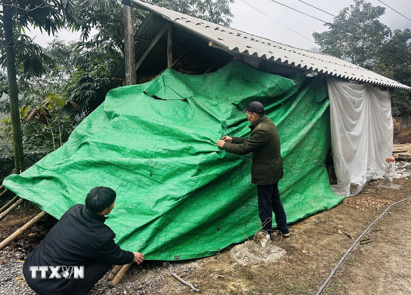 Người dân xã biên giới Thanh Đức (Hà Giang) che chắn chuồng trại cho đàn gia súc trong mùa rét. (Ảnh: Đức Thọ/TTXVN)