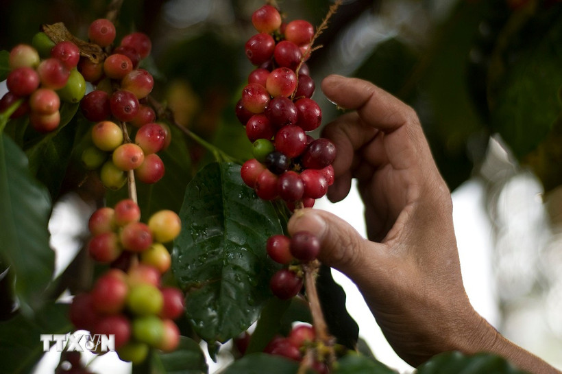 (Ảnh: Tuấn Anh/TTXVN)