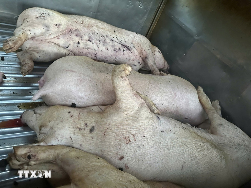 (Ảnh minh họa: TTXVN phát)