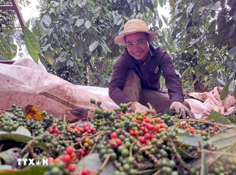 Nông dân thu hoạch hồ tiêu. (Ảnh: Hưng Thịnh/TTXVN)