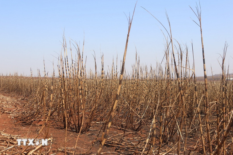 Cánh đồng mía. (Ảnh: THX/TTXVN)