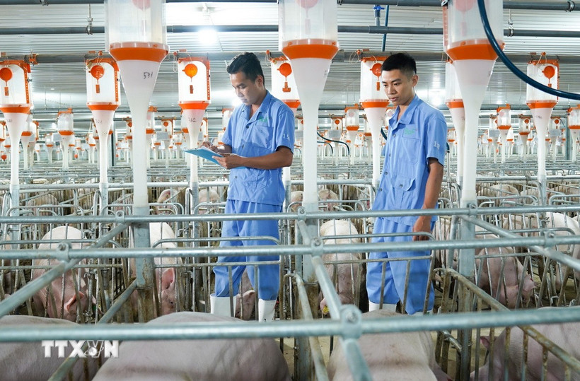 Quy trình chăn nuôi khép kín Fee- Farm-Food của Công ty Cổ phần Nông nghiệp BAF Việt Nam. (Ảnh: Hương Giang/TTXVN)