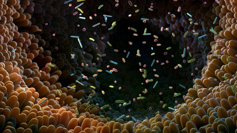 Nhà nghiên cứu Việt dùng AI giải mã “ngôn ngữ” vi khuẩn đường ruột Ảnh minh hoạ. (Nguồn: ScienceDaily)