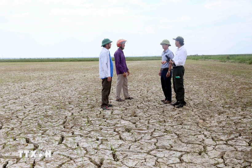 Hàng trăm ha lúa vụ Hè Thu “mất trắng” do ảnh hưởng của bão số 1 ở Quảng Trị. (Ảnh: Tá Chuyên/TTXVN)
