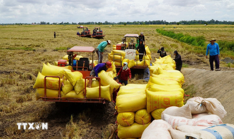 Sau khi thu hoạch, xe chở lúa tập kết ở điểm thu mua của thương lái. (Ảnh: Nhựt An/TTXVN)
