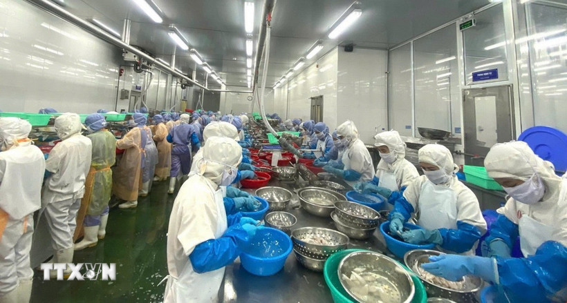 Chế biến thủy sản xuất khẩu sang thị trường châu Âu và Nhật Bản. (Ảnh: Hoa Mai/TTXVN)