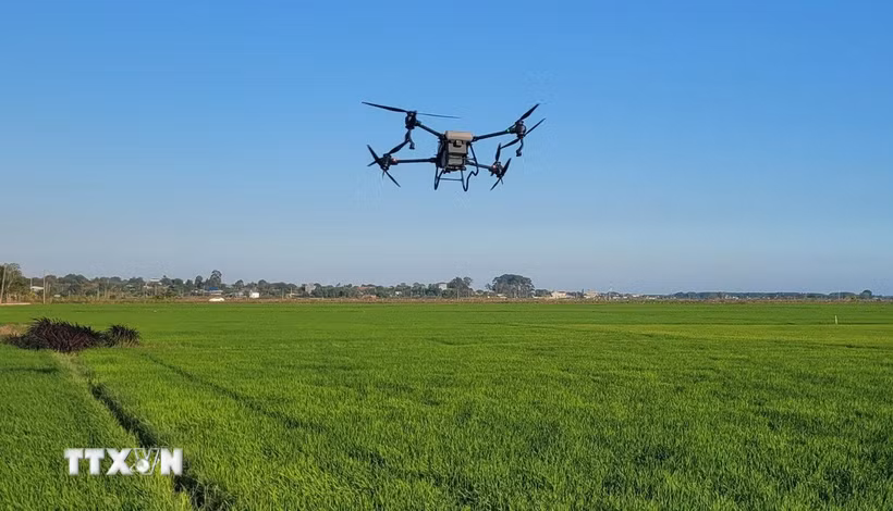 Sử dụng máy bay không người lái (drone) để phun thuốc trừ sâu tại cánh đồng lúa. (Ảnh: Hoàng Nhị/TTXVN)