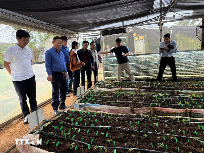 Sâm nuôi cấy mô trong nhà màng của Công ty Cổ phần rượu sâm Ngọc Linh Kon Tum. (Ảnh: Cao Nguyên/TTXVN)