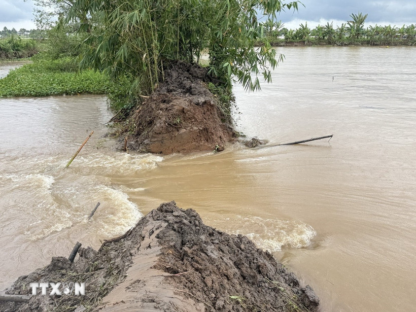 Nước tràn vào trong cồn Sơn qua đoạn đê bao bị vỡ. (Ảnh: Thanh Liêm/TTXVN)