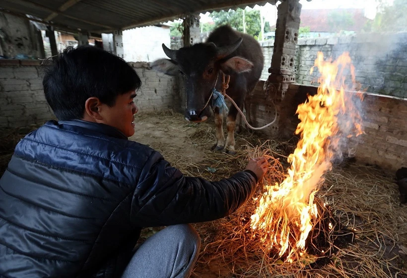 Người dân đốt củi sưởi ấm cho gia súc. (Ảnh: Phan Tuấn Anh/TTXVN)