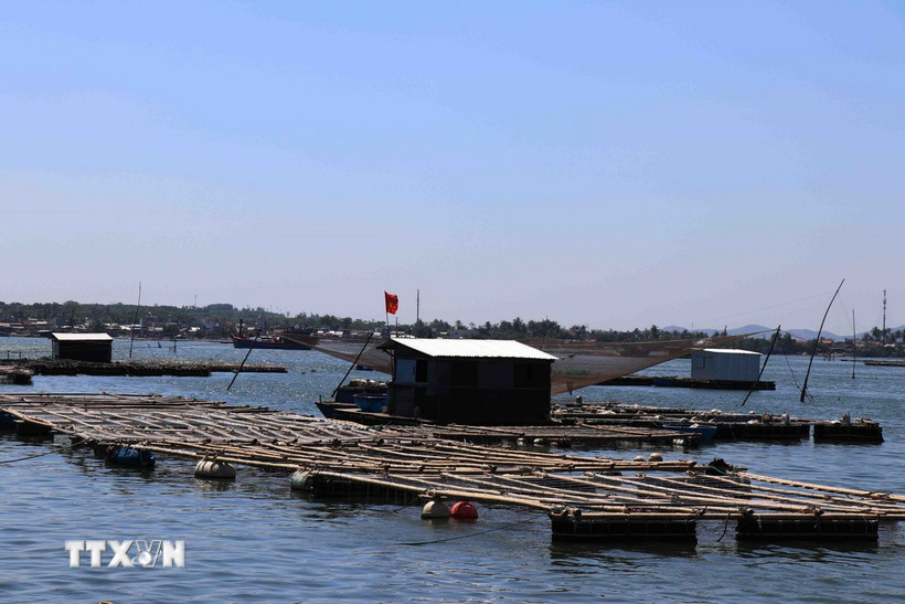 Hiện tại xã đảo Tam Hải duy trì 225 hồ nuôi tôm, nuôi cá, nuôi hàu lồng bè trên biển, với tổng diện tích gần 100ha mặt nước, hơn 220 hộ tham gia. (Ảnh: Đoàn Hữu Trung/TTXVN)