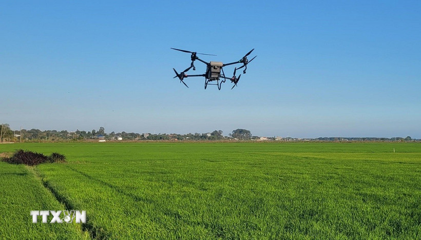 Sử dụng máy bay không người lái (drone) để phun thuốc trừ sâu. (Ảnh: Hoàng Nhị/TTXVN)