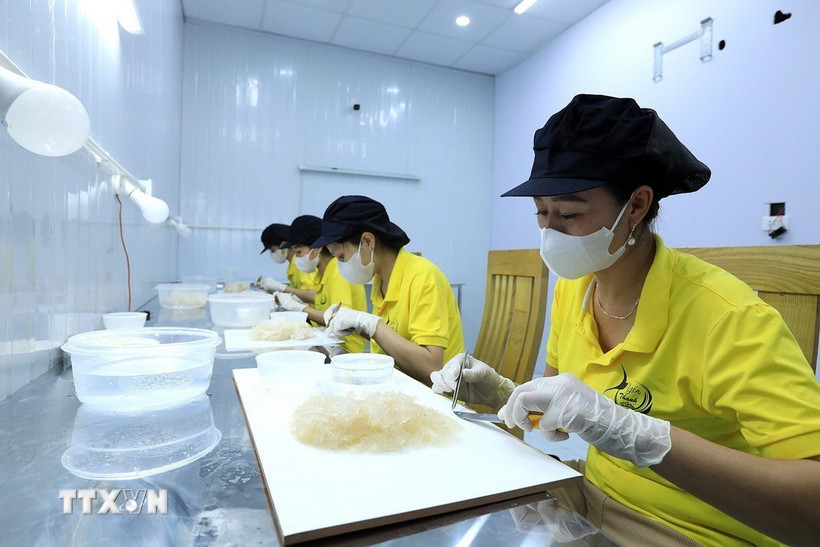 Sơ chế tổ yến. (Ảnh: Tuấn Anh/TTXVN)