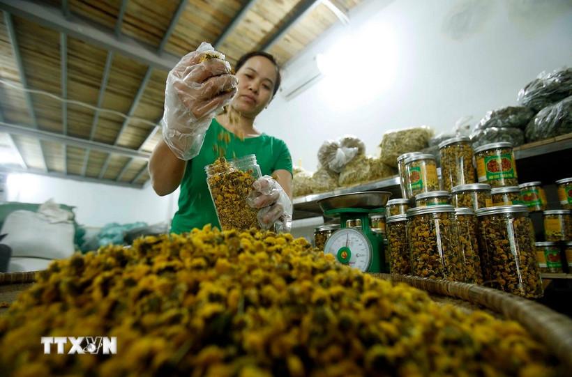 Sản xuất trà hoa cúc chi tại Thôn Nghĩa Trai. (Ảnh: Phạm Kiên/TTXVN)