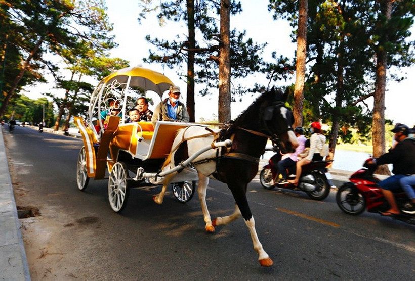 Dịch vụ chở khách du lịch bằng xe ngựa tham quan bên hồ Xuân Hương là hoạt động tự phát. (Ảnh: Công an cung cấp)