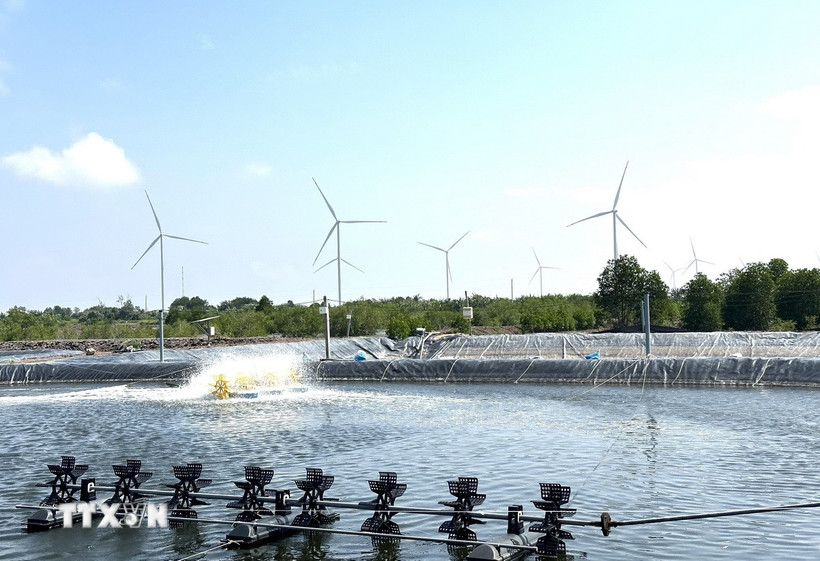 Nuôi tôm tuần hoàn dựa vào rừng ngập mặn, không xả thải ra môi trường. (Ảnh: Hoàng Liên Sơn/TTXVN)