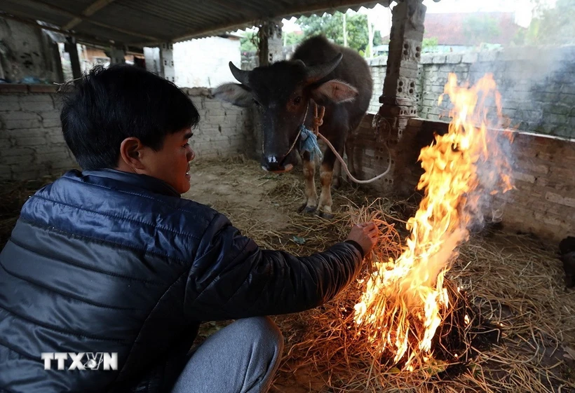 Người dân đốt củi sưởi ấm cho gia súc. (Ảnh: Phan Tuấn Anh/TTXVN)