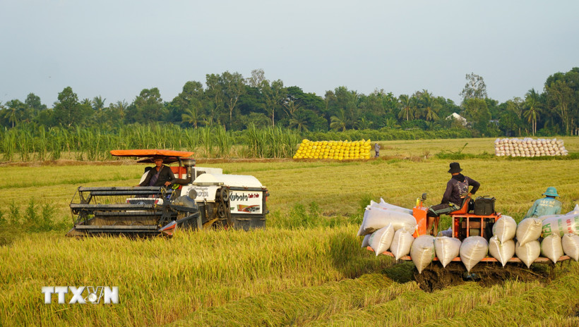Lúa Hè Thu ở huyện Giồng Riềng vào mùa thu hoạch rộ. (Ảnh: Văn Sĩ/TTXVN)