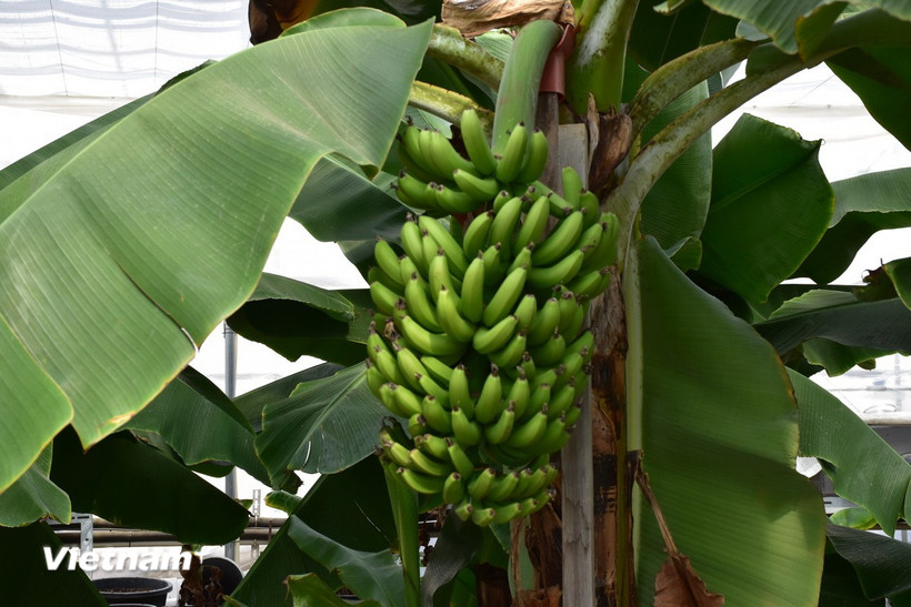 Những quả chuối mang tên Kirei (xinh đẹp) - là thông điệp hy vọng của thị trấn Hirono. (Ảnh: Nguyễn Tuyến/Vietnam+)