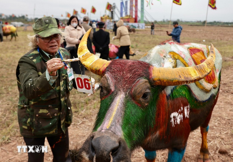 Các hoạ sỹ đang hoàn thiện vẽ trang trí trên trâu. (Ảnh: Trần Việt/TTXVN)