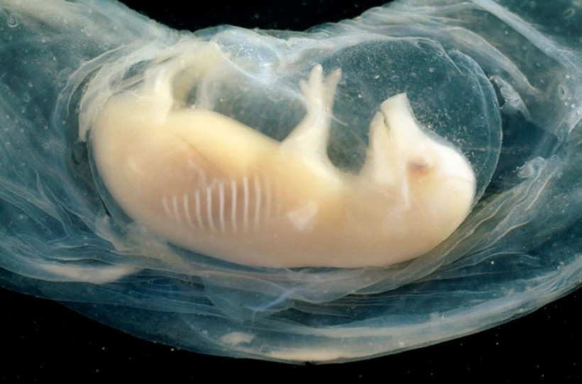 Phôi lợn có tế bào tim người đã sống sót trong 21 ngày. (Nguồn: Science Photo )