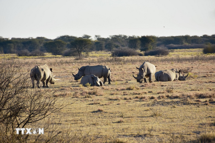 Tê giác trắng tại khu bảo tồn tê giác Khama ở Serowe, Botswana. (Ảnh: THX/TTXVN)