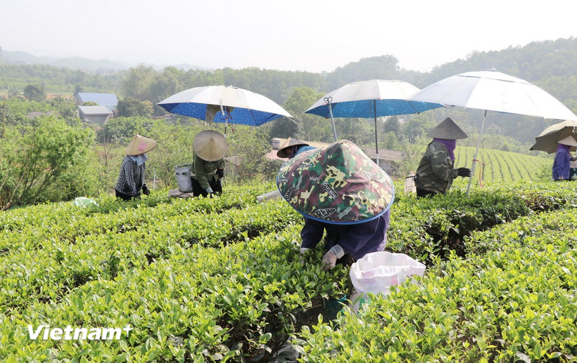 Bà con Tổ hợp tác sản xuất chè hữu cơ thị trấn Sông Cầu, huyện Đồng Hỷ thu hái chè. (Ảnh: Vietnam+)