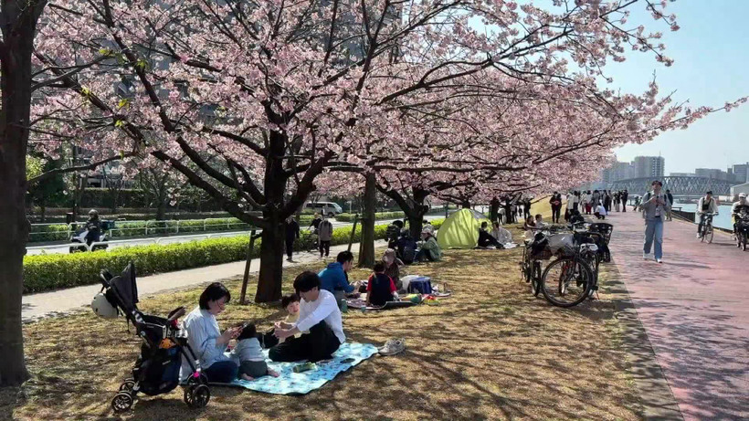 Hanami - Điểm đến của mùa Xuân Nhật Bản