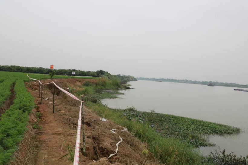 Kè Nguyên Hòa, đê tả sông Luộc, huyện Phù Cừ, tỉnh Hưng Yên cũ, bị sạt lở. (Nguồn: Báo Hưng Yên)