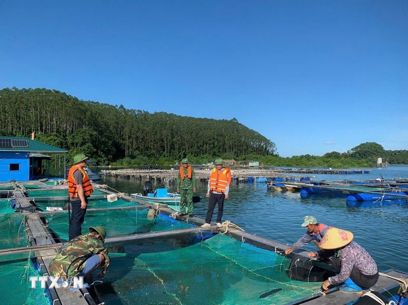 Chằng chống lồng bè và sơ tán người dân lên bờ tránh bão. (Ảnh: TTXVN phát)