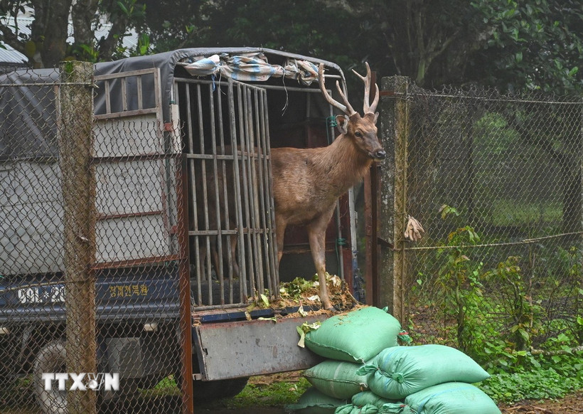 Một cá thể nai được đưa về Vườn quốc gia Cúc Phương an toàn. (Ảnh: TTXVN phát)