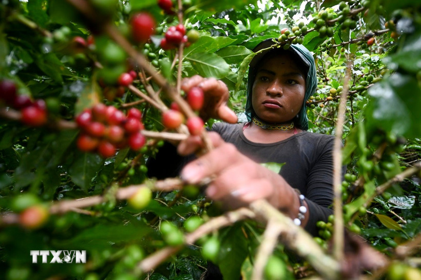 Thu hoạch càphê tại Santuario, Colombia. (Ảnh: AFP/TTXVN)