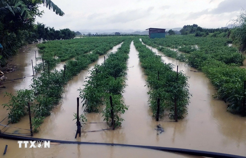 Hoa màu của người dân phía Tây tỉnh Lâm Đồng bị ngập khi nước lũ dâng cao. (Ảnh: TTXVN phát)