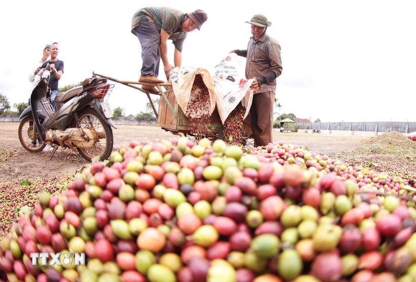 Nông dân Gia Lai thu hoạch càphê. (Ảnh: Vũ Sinh/TTXVN)
