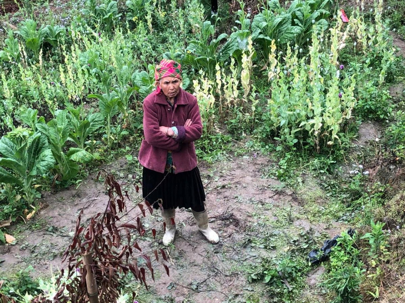 Đối tượng Lý Thị Chua tại hiện trường vườn cây thuốc phiện. (Nguồn: Báo Biên phòng)